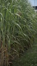 Grass